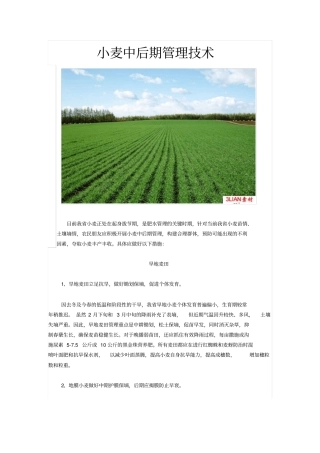 小麦中后期管理的技术