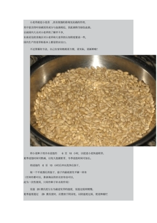 小麦草抗癌系列-小麦草的种植方法