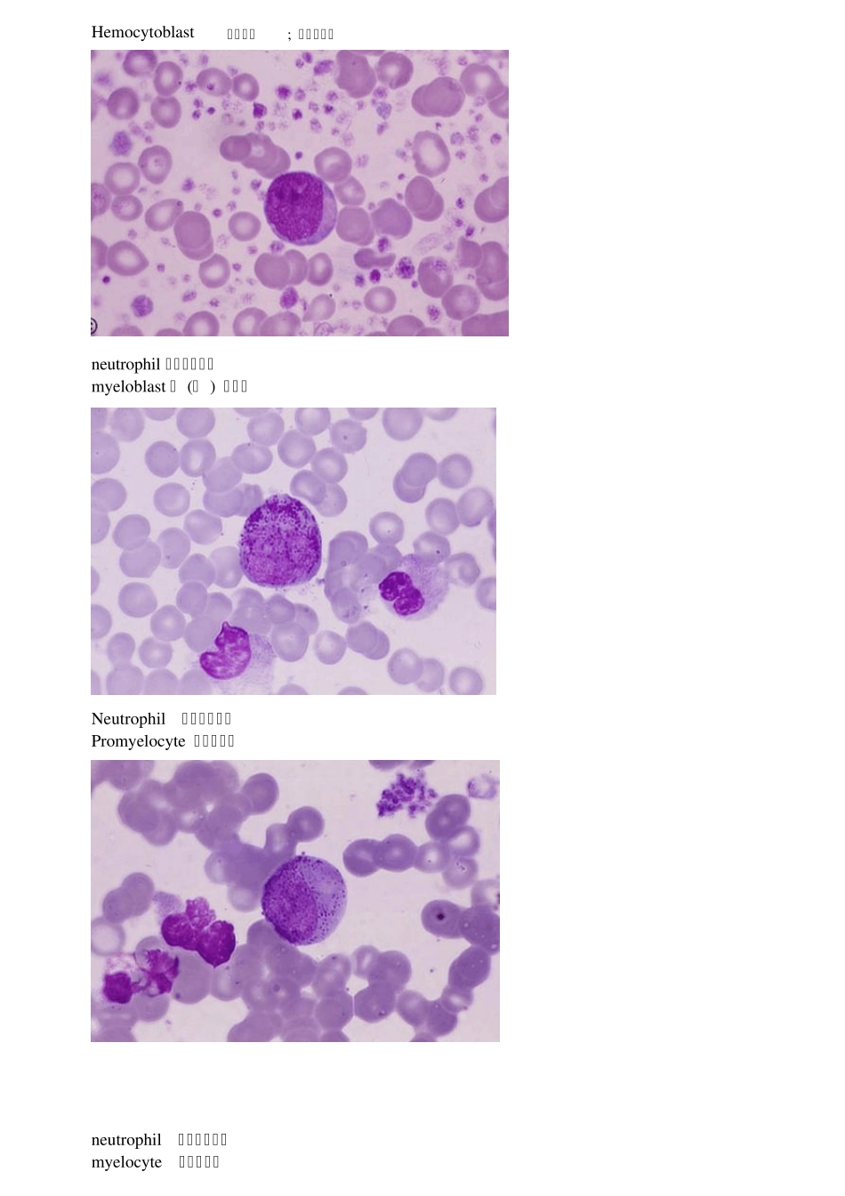 (英文标注)血细胞图谱_第1页