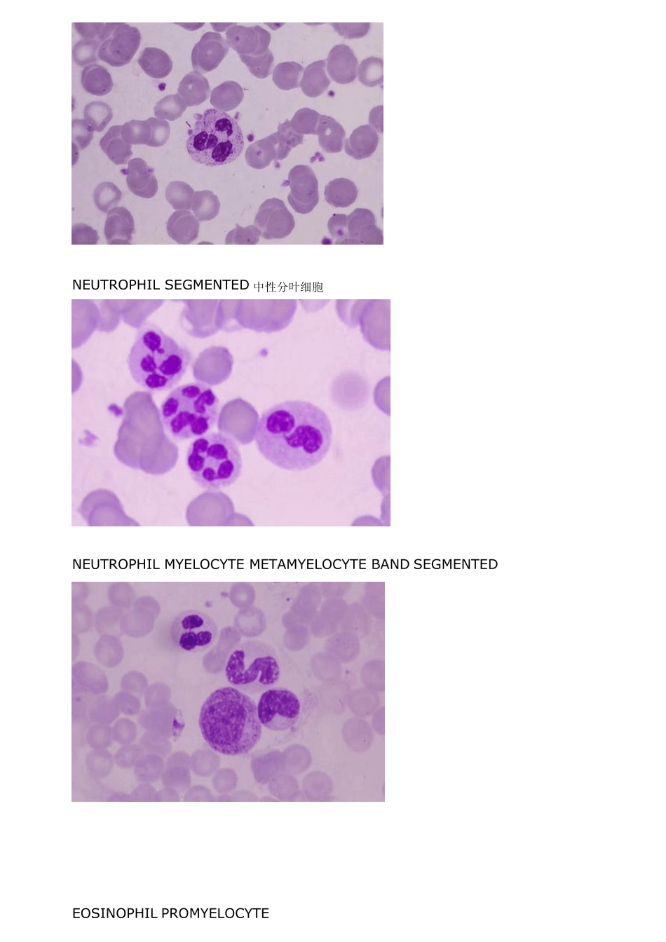 (英文标注)血细胞图谱_第3页