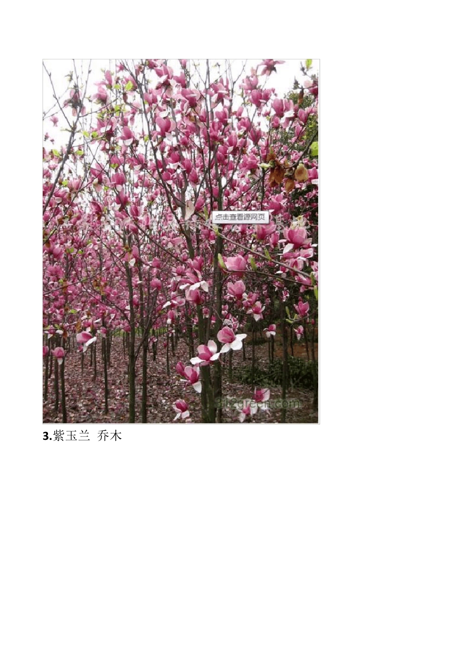 104种苗木名称以及图片表_第3页