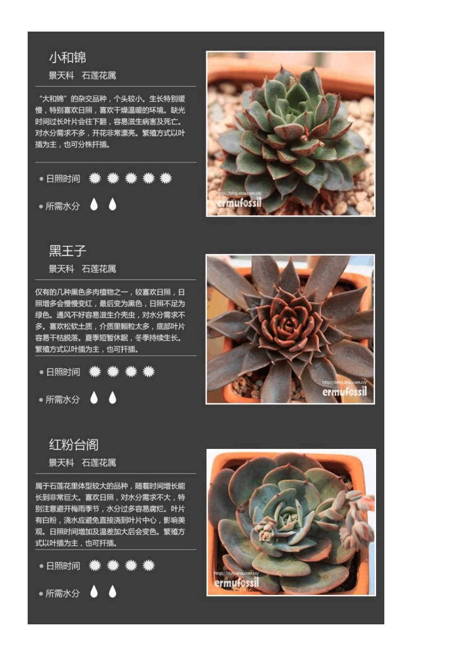 150种常见多肉植物图鉴_第3页