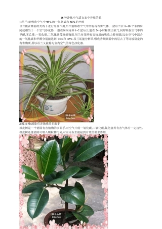 18种净化空气适宜家中养殖的花