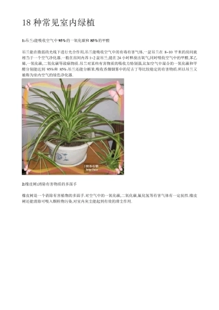 18种常见室内绿植