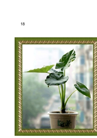 18种最适合摆放室内的绿色植物