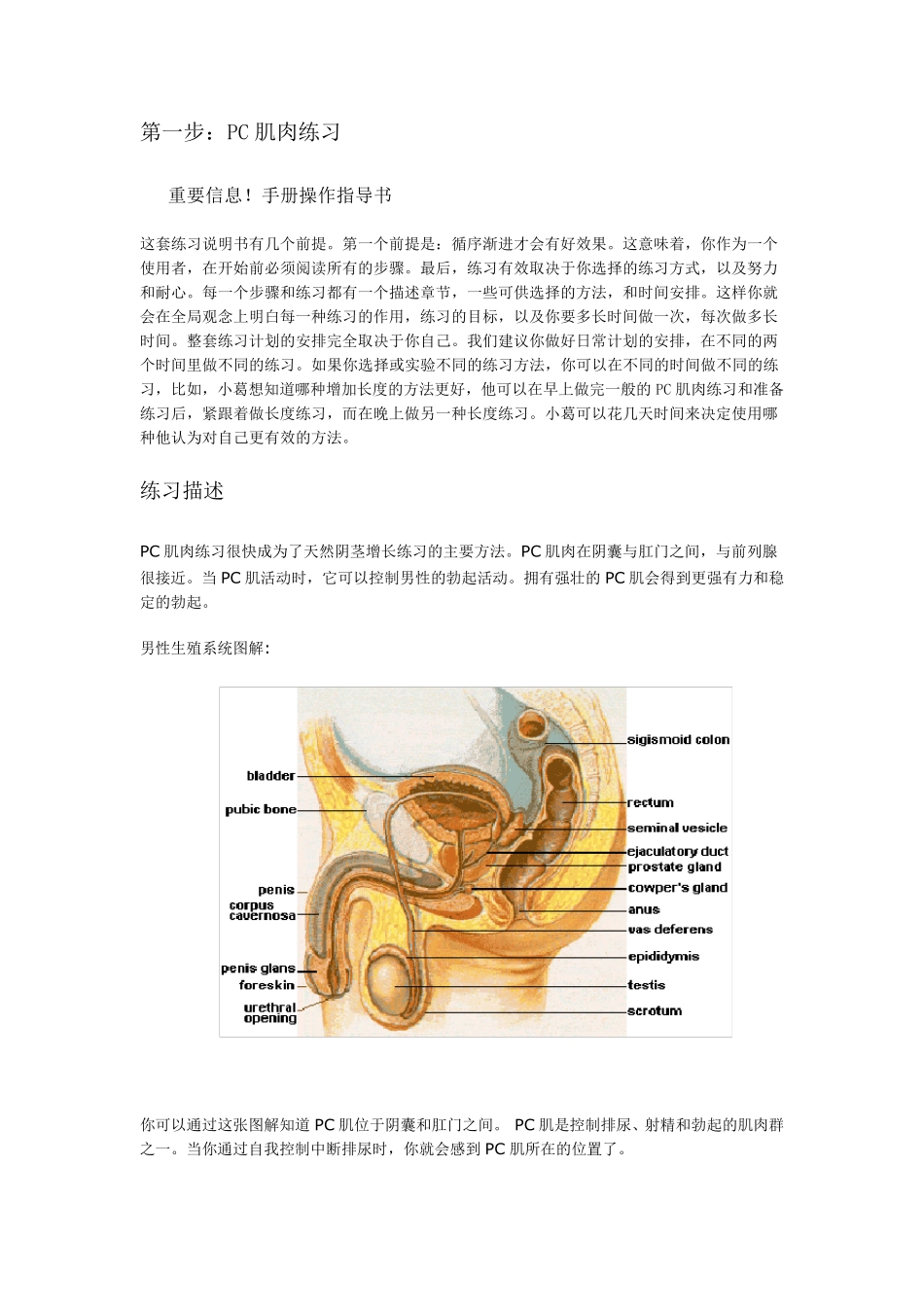 PC肌肉练习_第1页