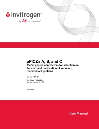 pPicZA酵母质粒