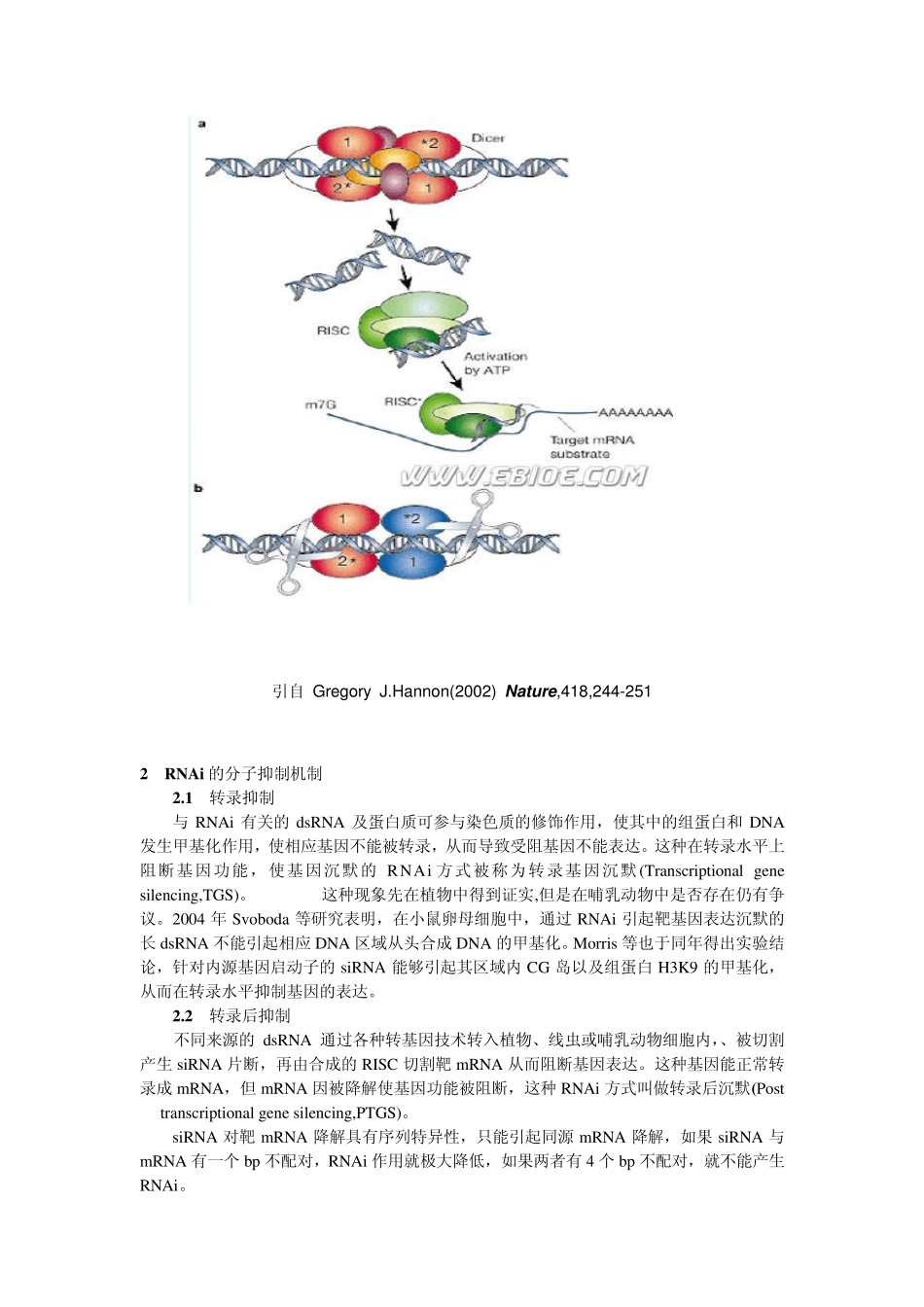 RNAi技术及其应用_第3页