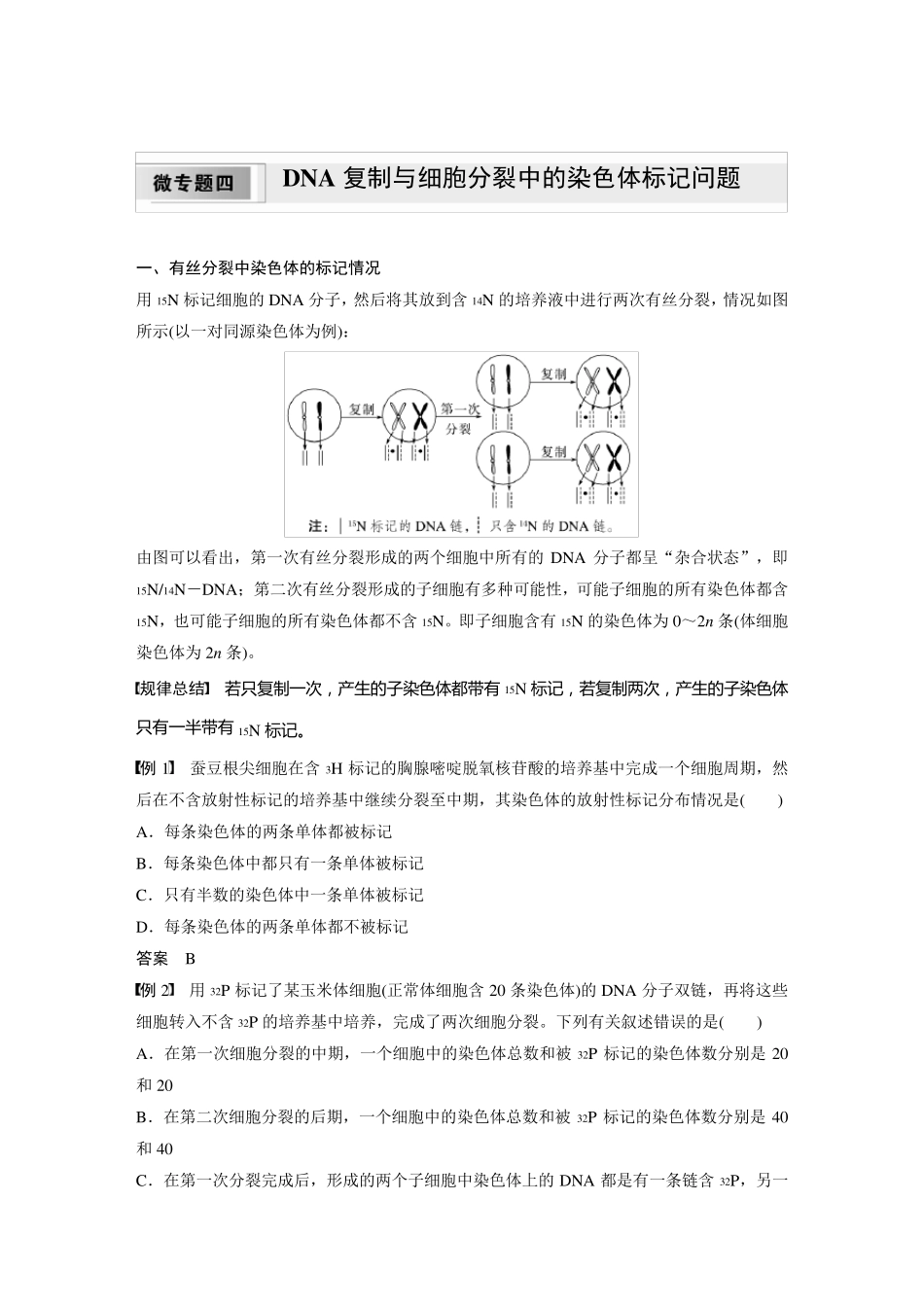 高中生物新教材必修第二册教案讲义：DNA复制与细胞分裂中的染色体标记问题_第1页