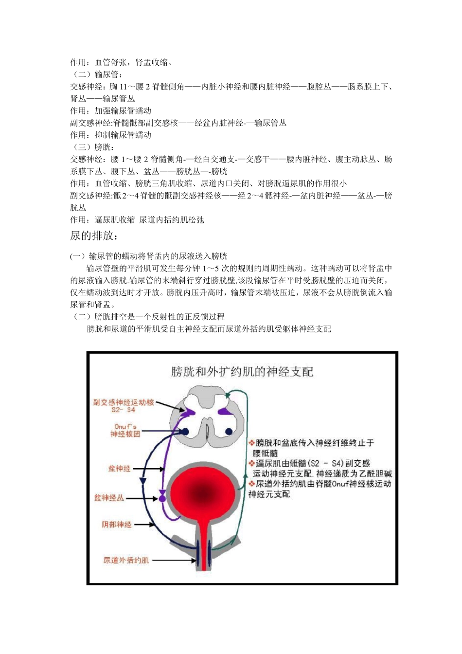 泌尿系统神经支配_第2页