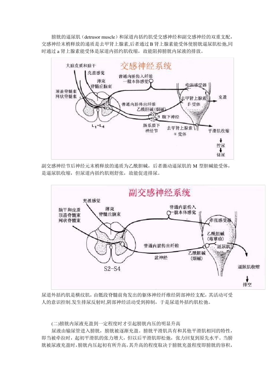 泌尿系统神经支配_第3页