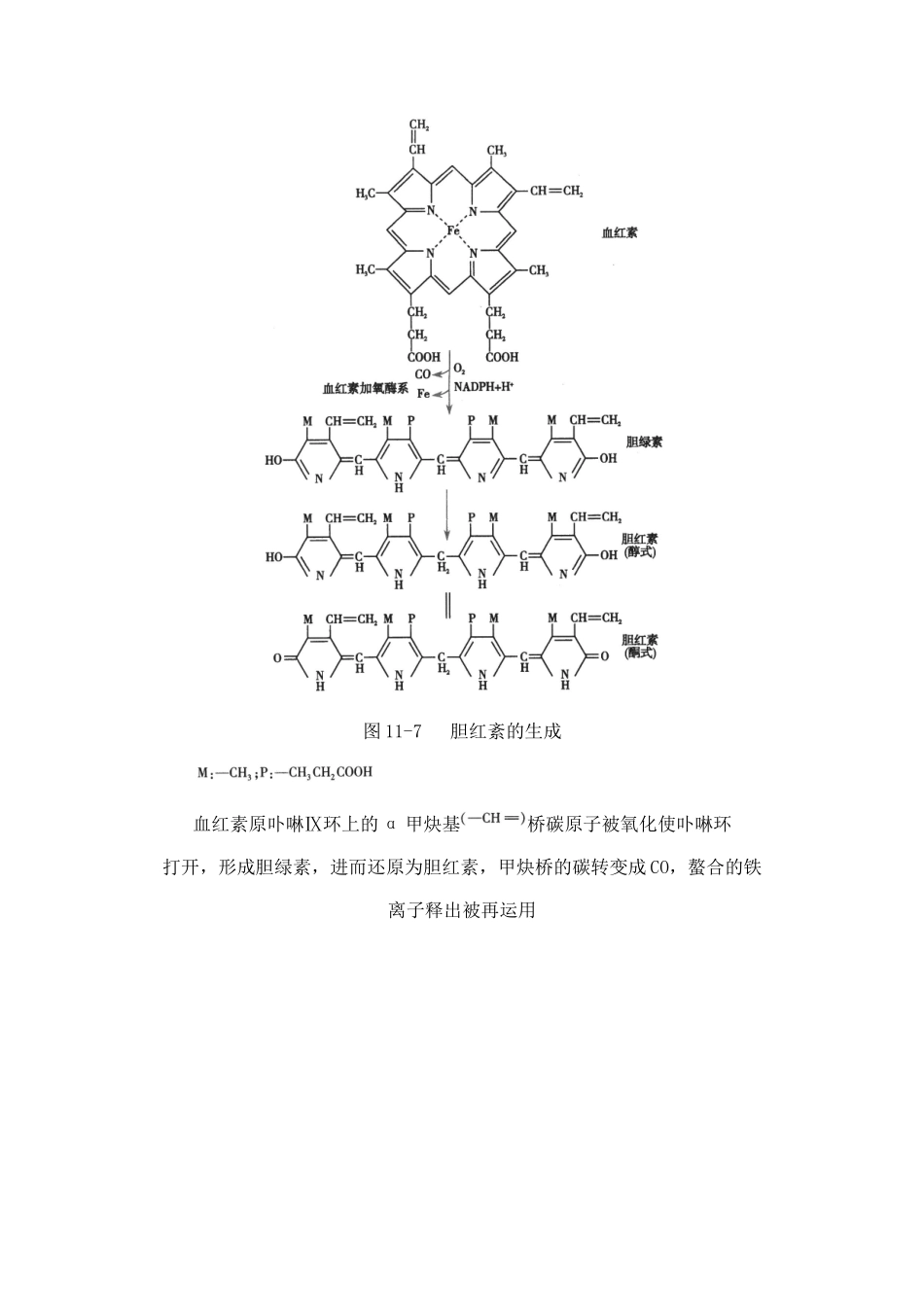 2025年生物化学第四节胆色素的代谢与黄疸_第2页