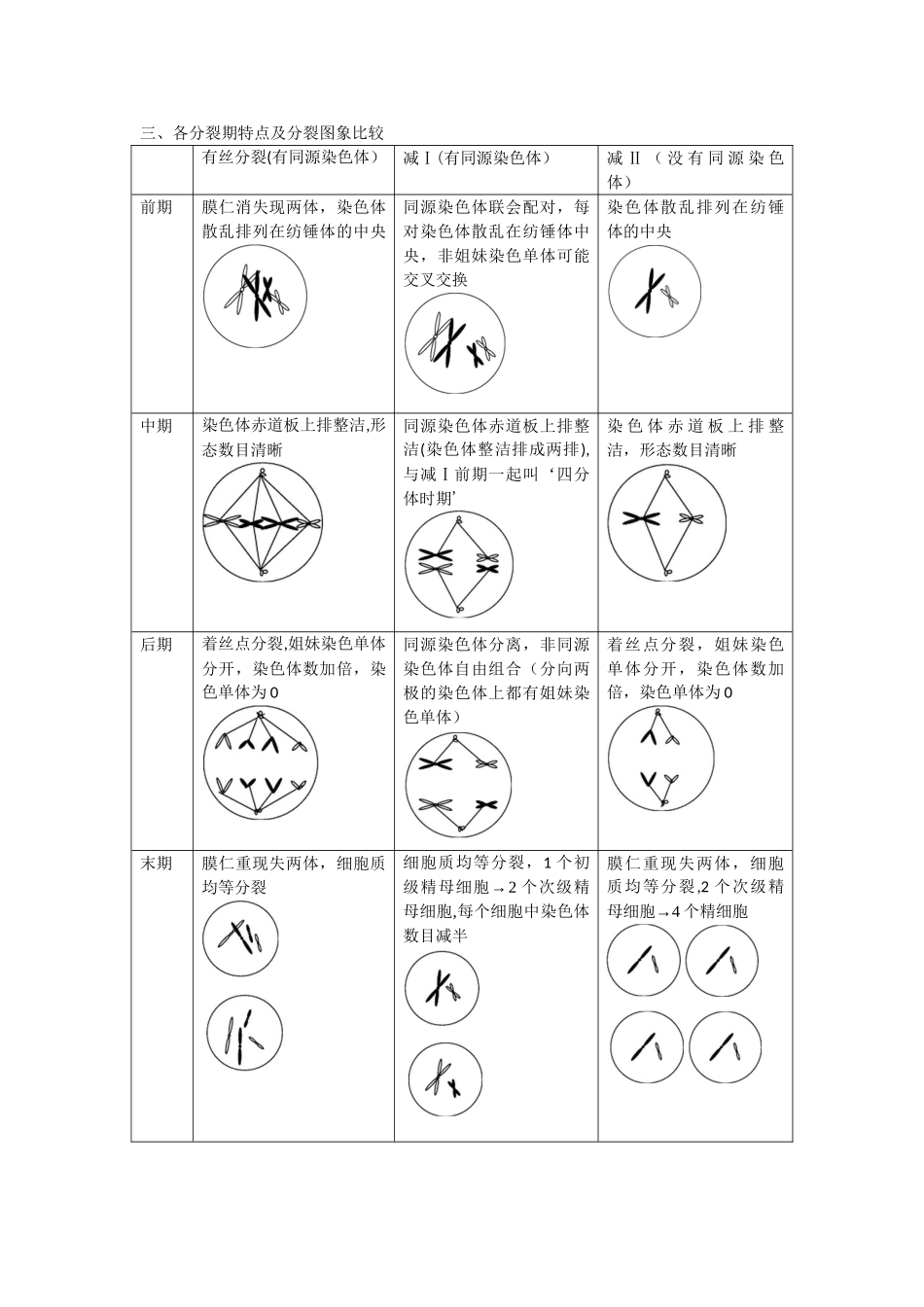 2025年有丝分裂和减数分裂比较_第2页