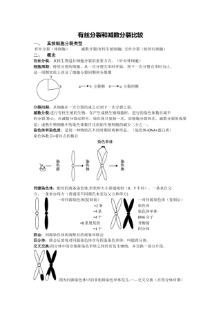 2025年有丝分裂和减数分裂比较