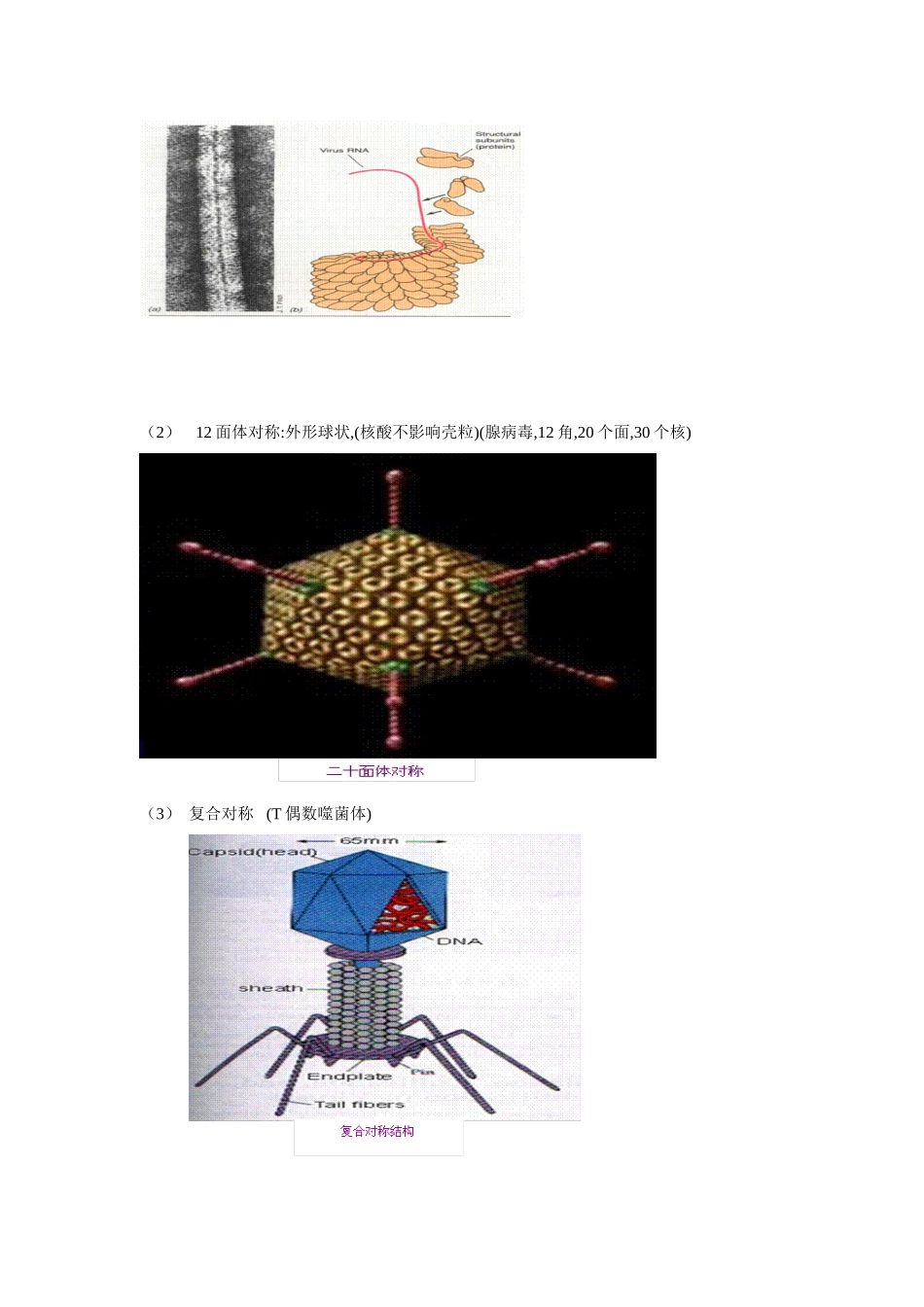 2025年掌握病毒的组成结构及病毒的繁殖方式_第3页