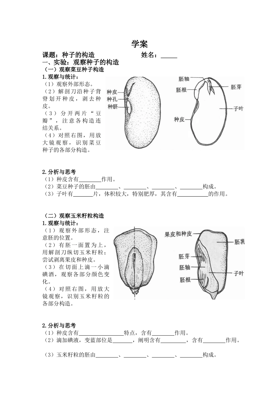 2025年种子的结构  学案_第1页