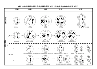 2025年减数分裂与有丝分裂图形及曲线绘制答案