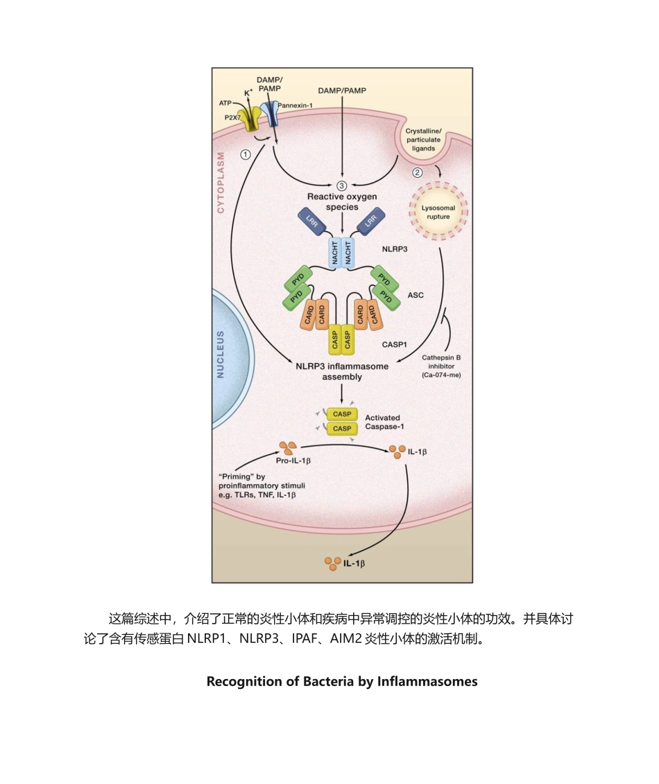 2025年细胞焦亡介绍_第2页