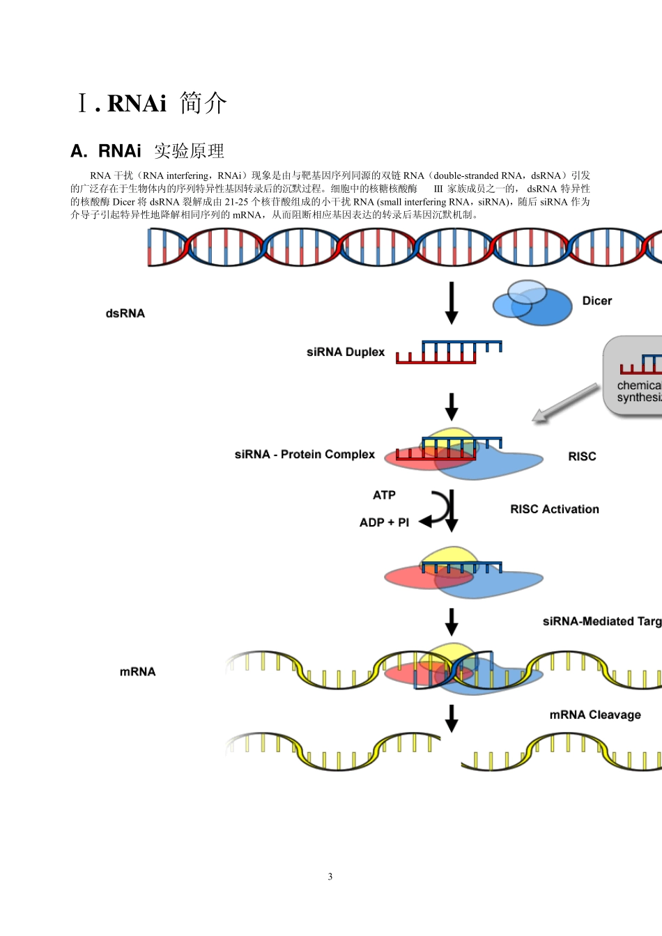 siRNA中文操作手册(lipo2000)_第3页