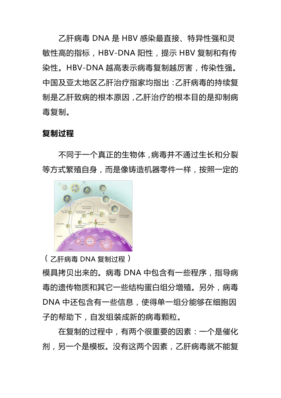 乙肝病毒DNA概述_第2页