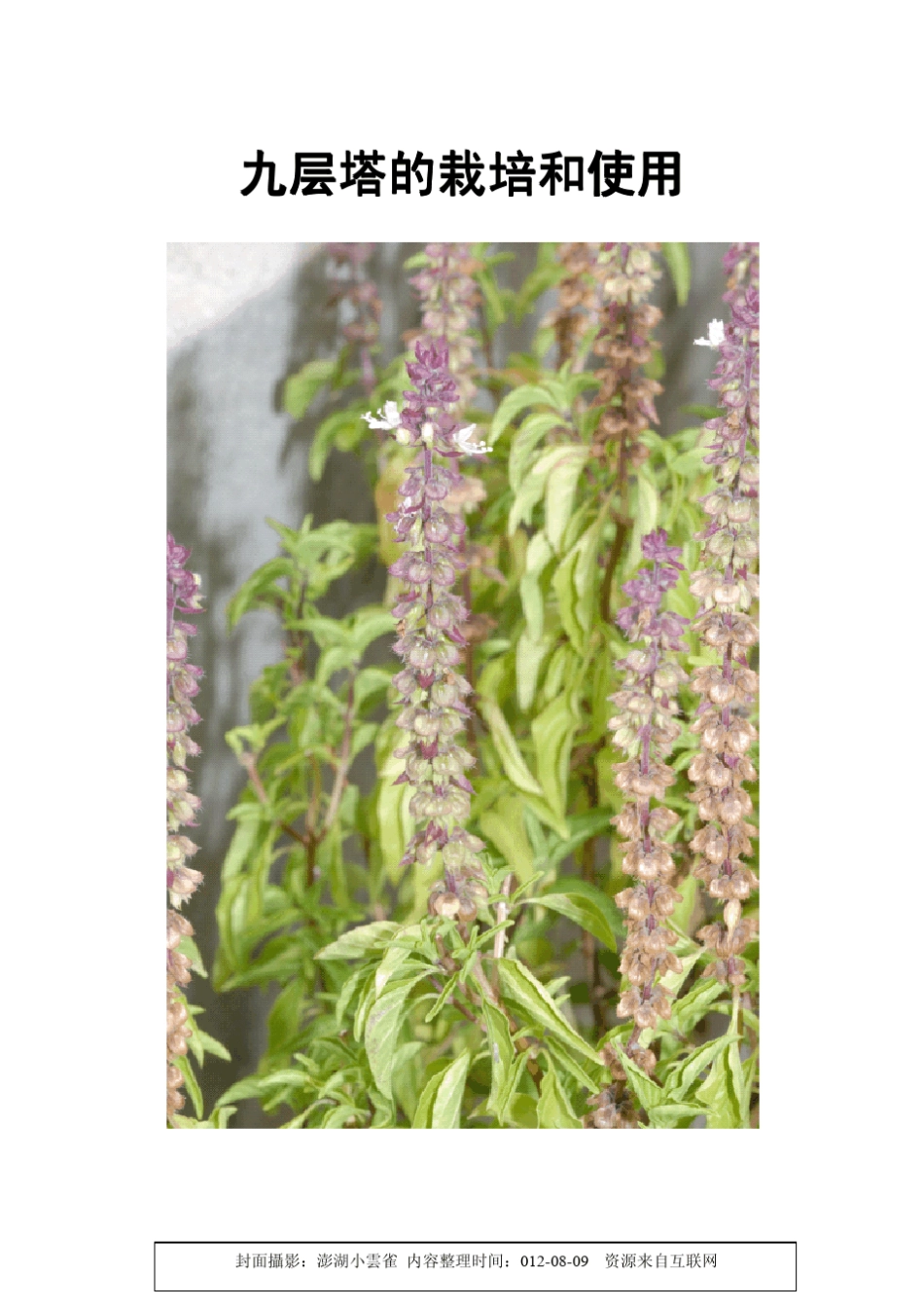 九层塔的栽培和使用_第1页