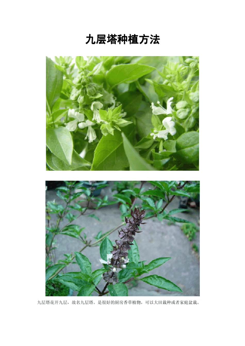 九层塔的栽培和使用_第2页