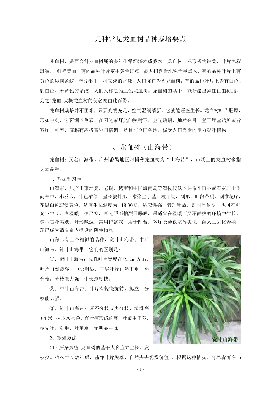 几种常见龙血树品种栽培要点_第1页