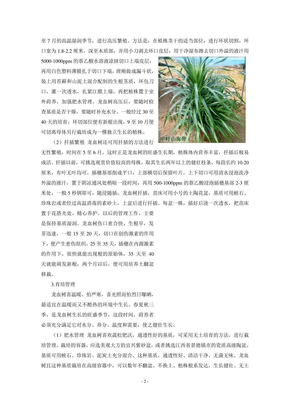 几种常见龙血树品种栽培要点_第2页