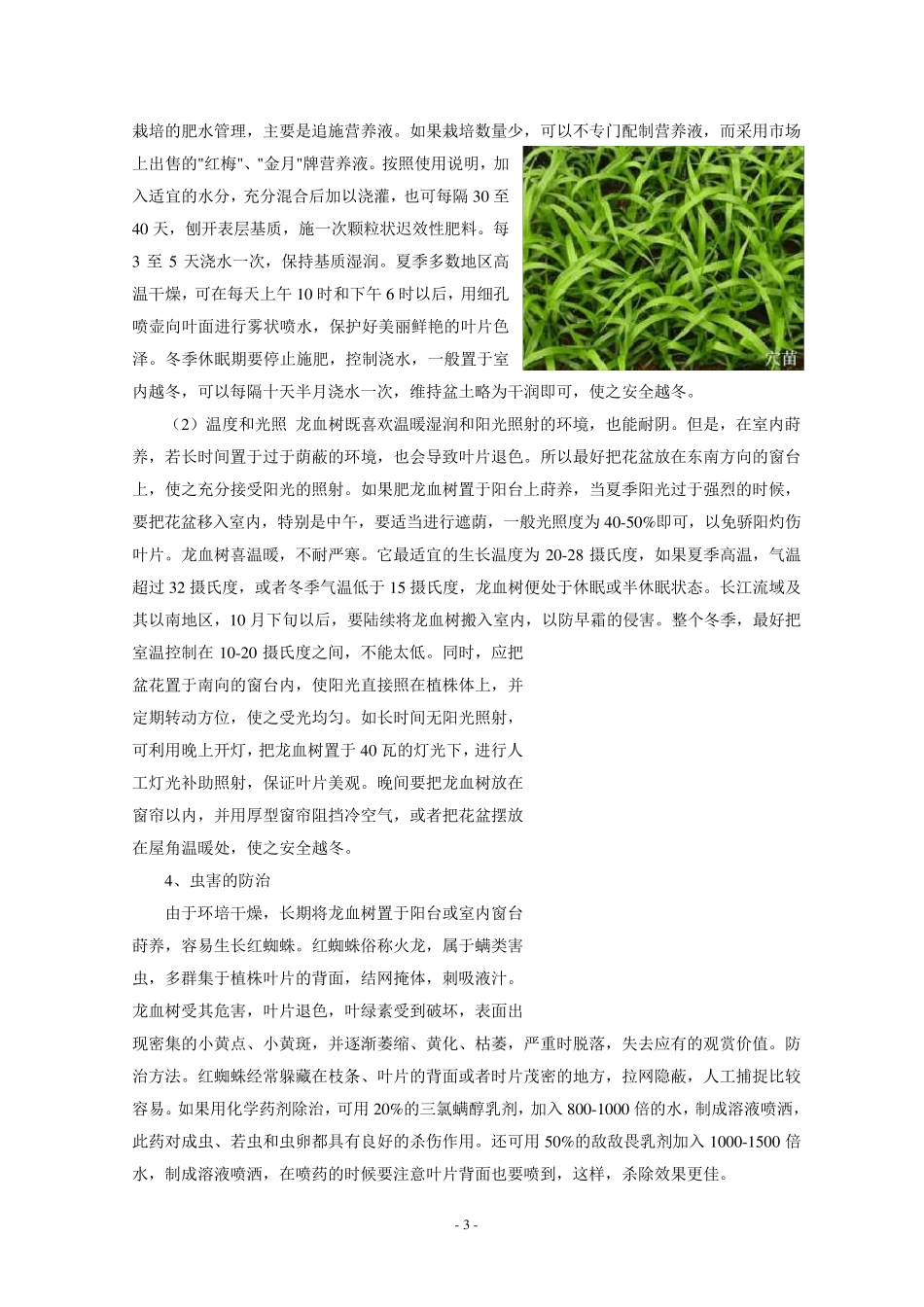 几种常见龙血树品种栽培要点_第3页