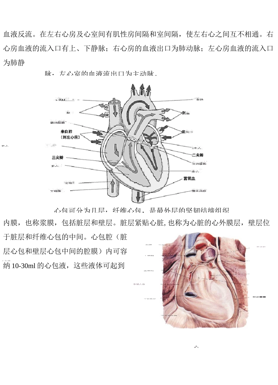 心脏的解剖结构及其生理(含彩图)_第2页