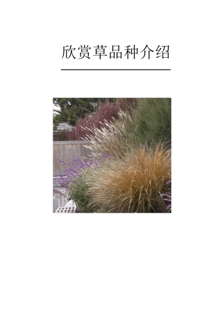 观赏草品种介绍