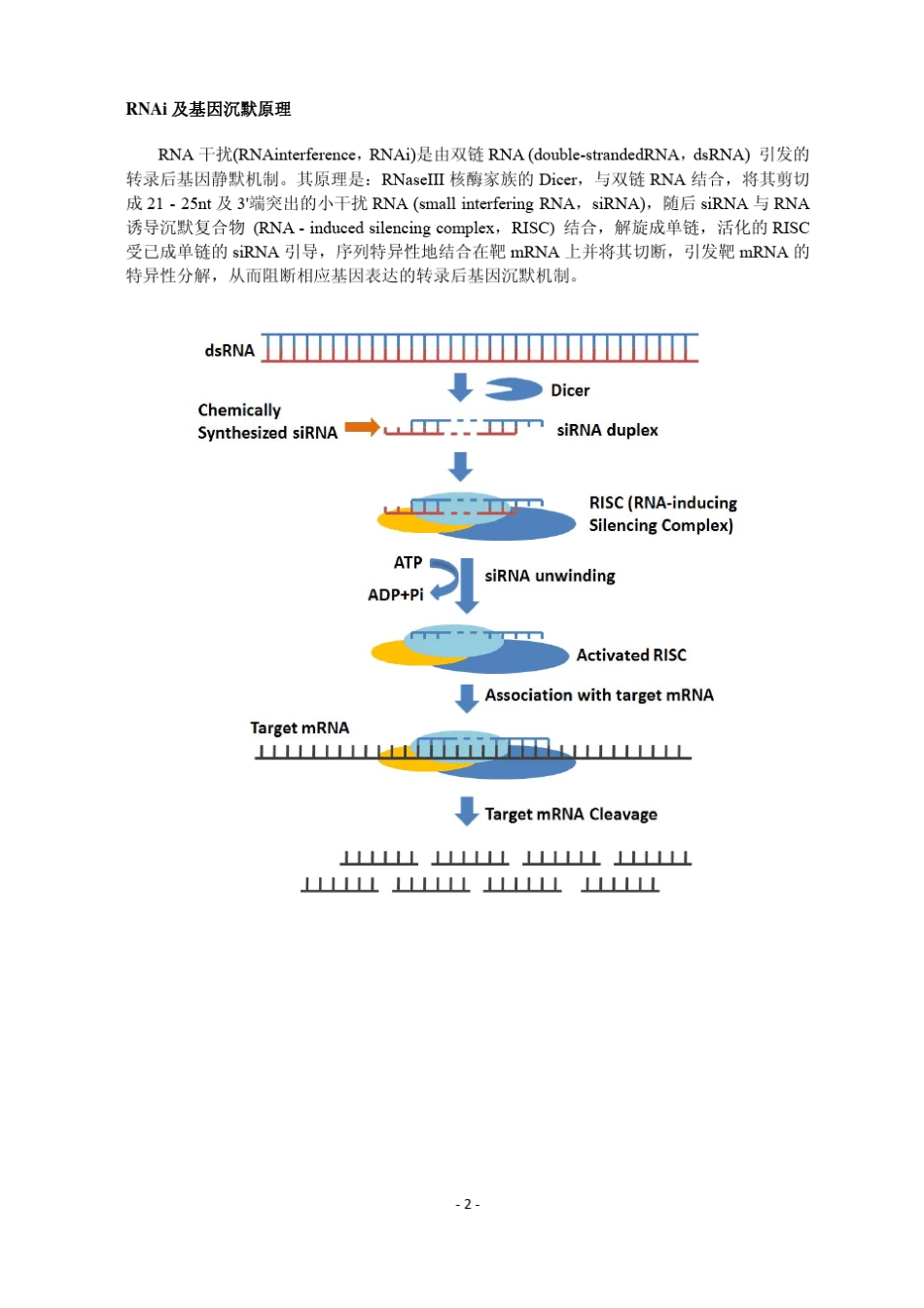 基因沉默原理_第2页