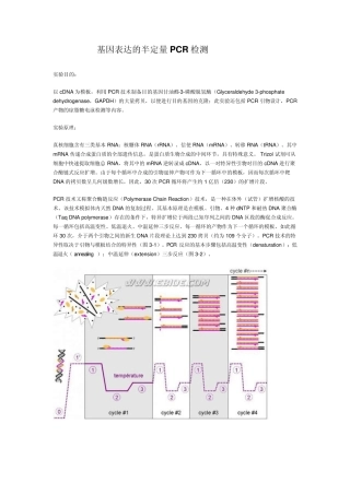 基因表达的半定量PCR检测
