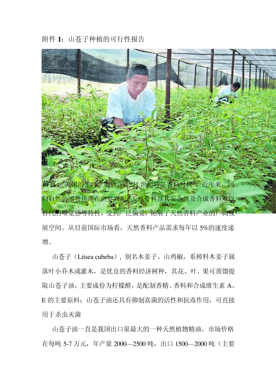 山苍子套种魔芋可行性开发报告_第2页