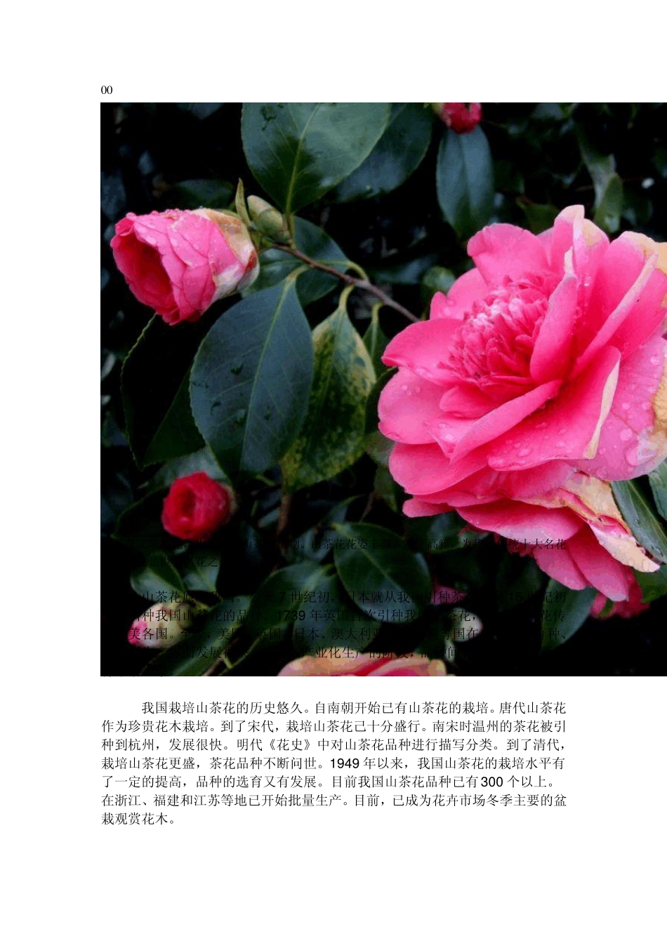 山茶花养殖茶花栽培花卉栽培_第1页