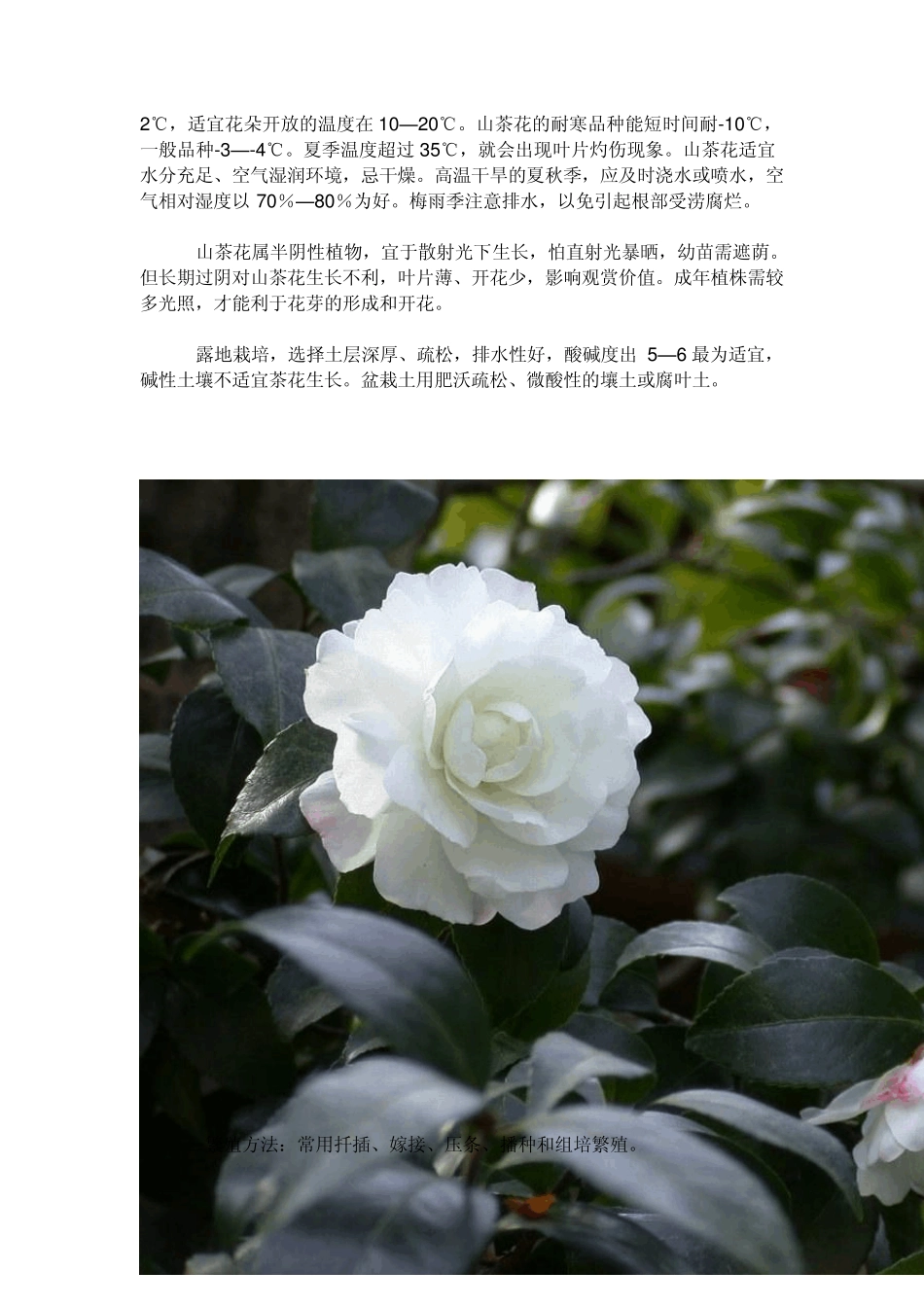 山茶花养殖茶花栽培花卉栽培_第3页