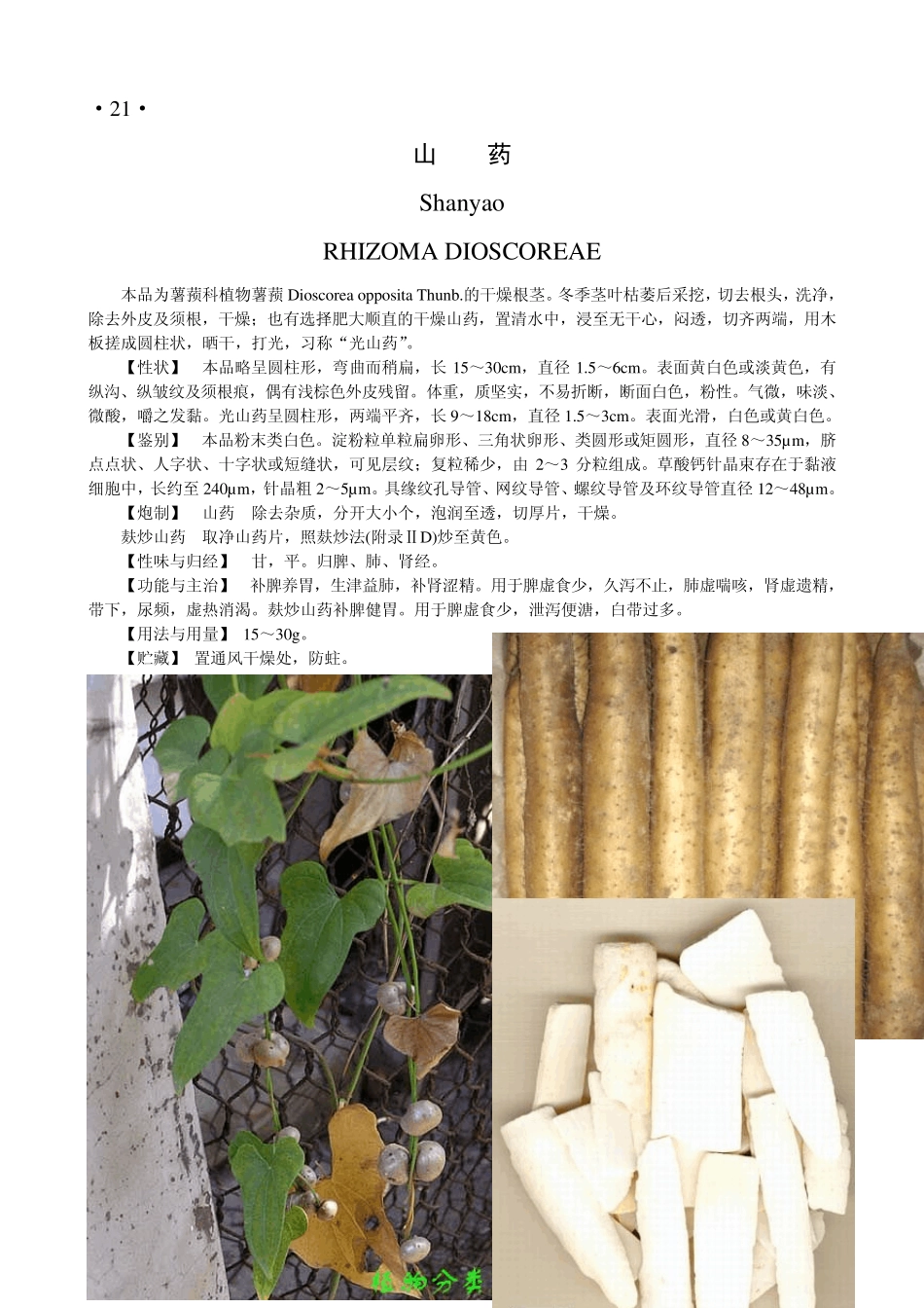 山药(淮山)_第1页