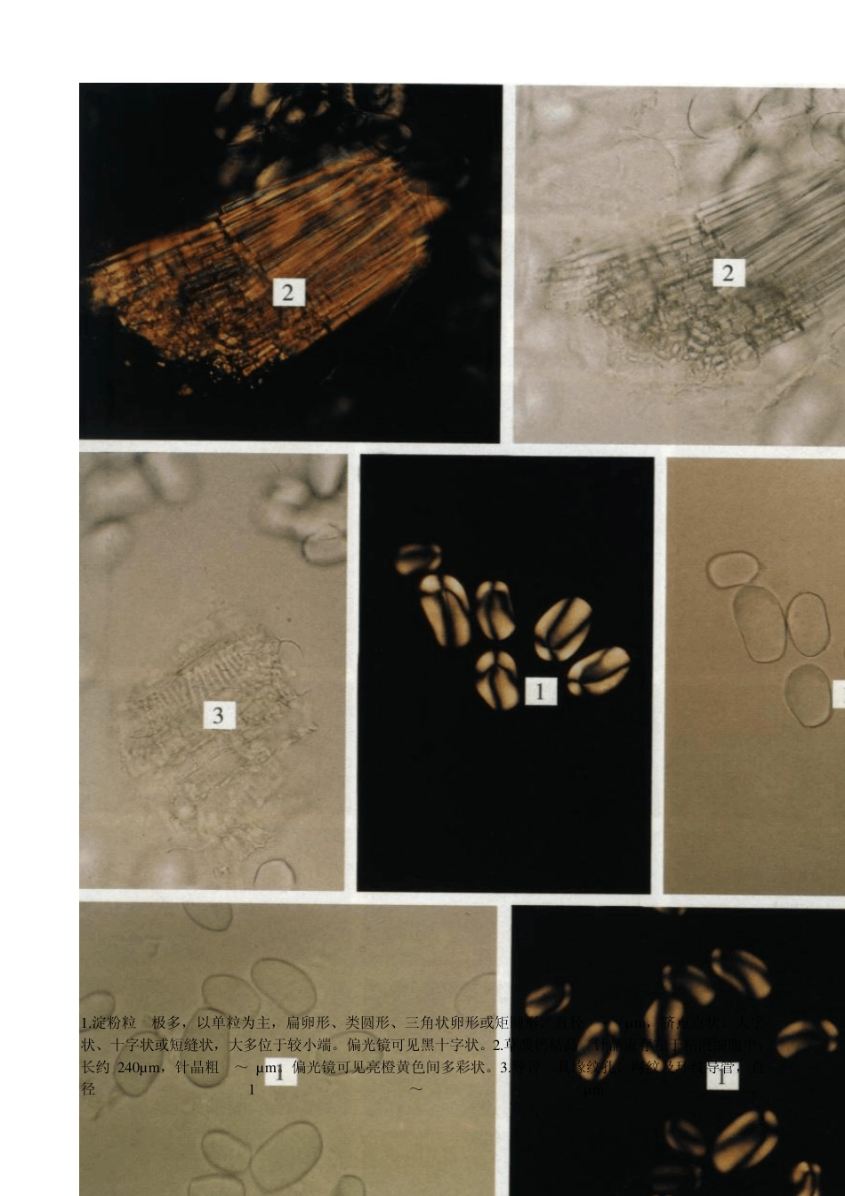 山药(淮山)_第2页