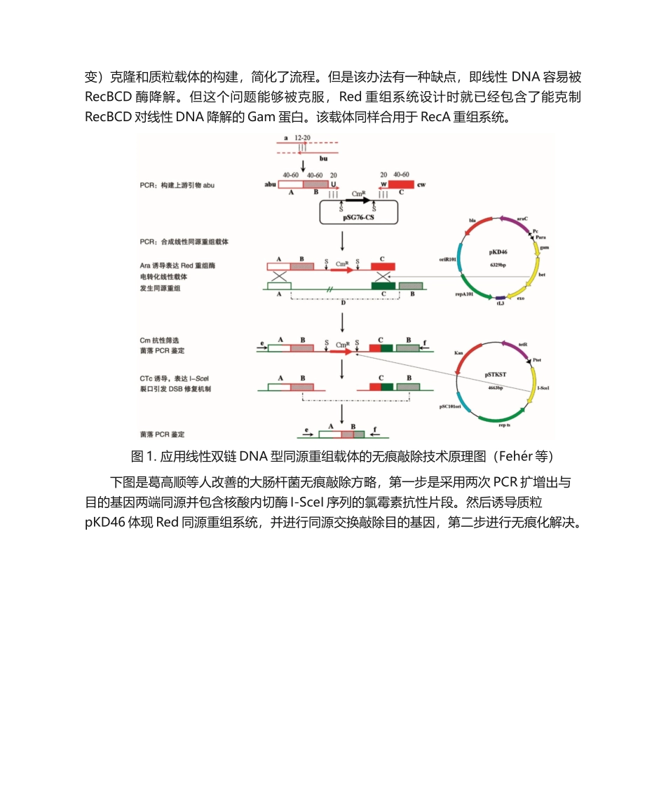 2025年微生物基因组无痕敲除技术介绍_第2页