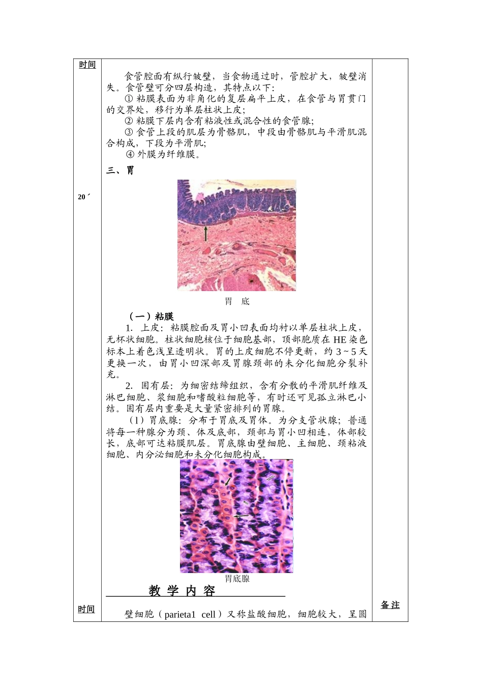 2025年组织胚胎学教案_第3页