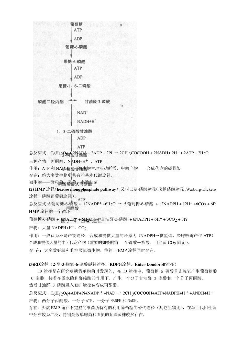 第十章微生物的新陈代谢_第2页