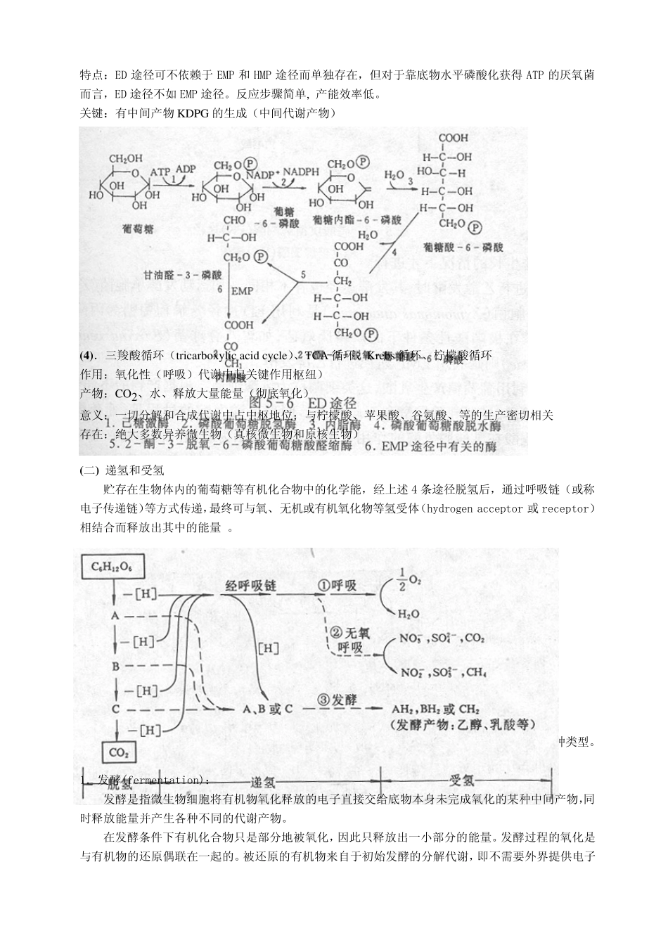 第十章微生物的新陈代谢_第3页
