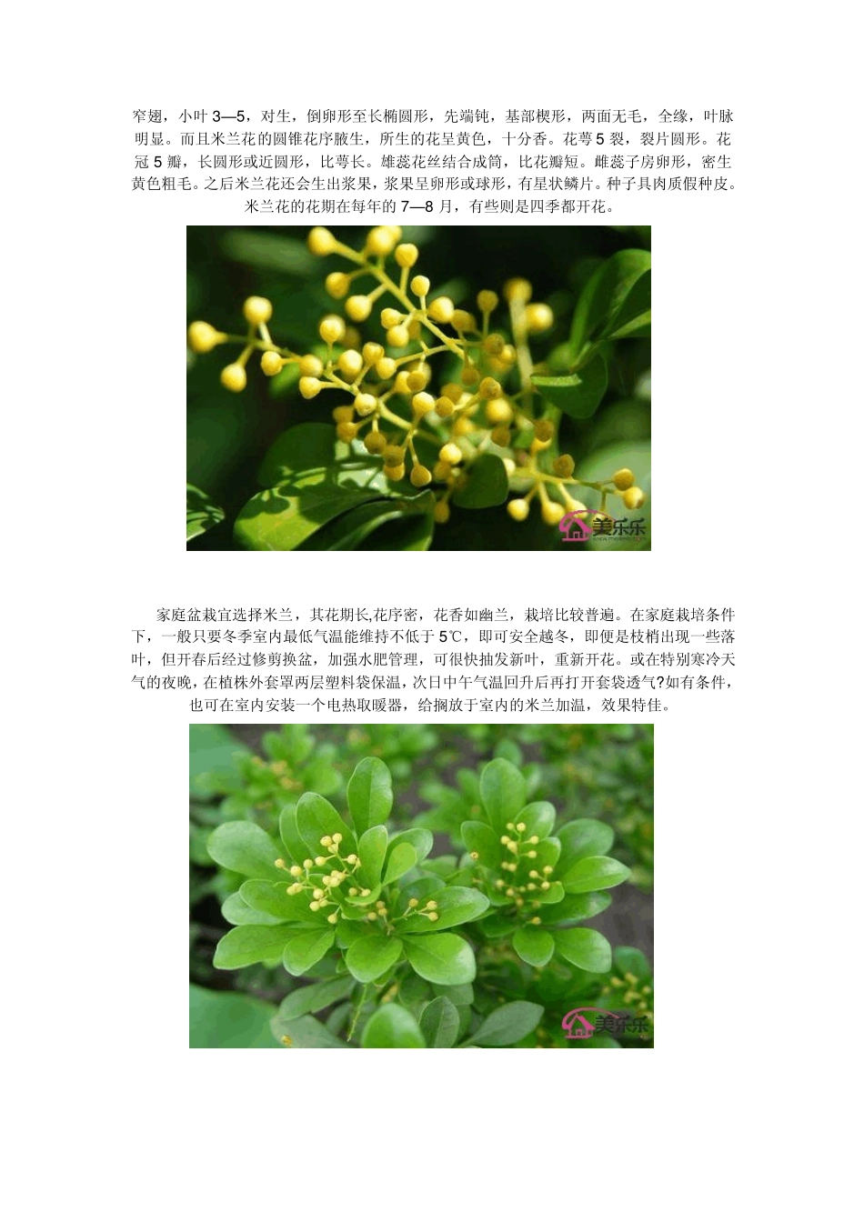 米兰花的养殖方法_第2页