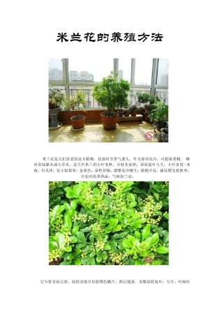 米兰花的养殖方法