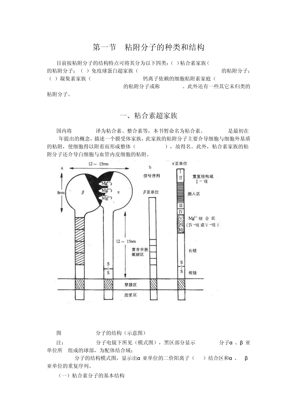 粘附分子概念及介绍_第1页