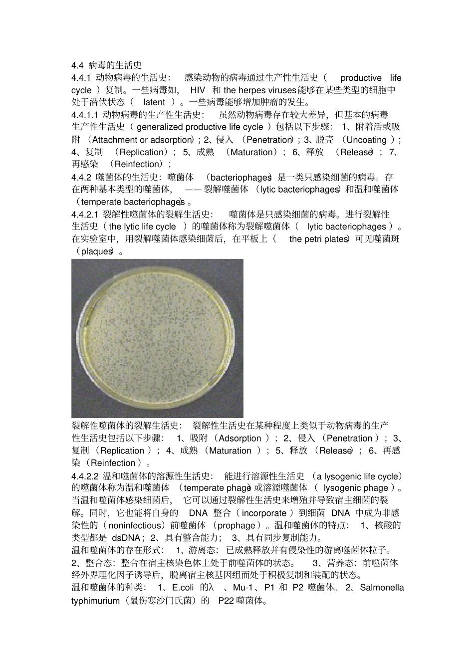 微生物学主要知识点-04病毒和亚病毒_第3页