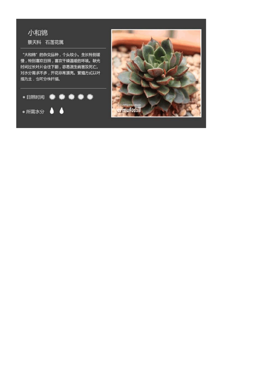 200种常见多肉植物图鉴_第3页
