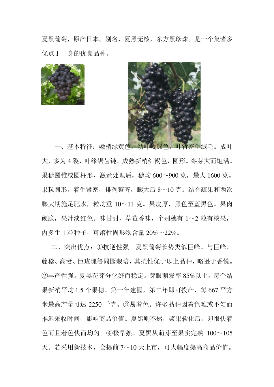 2011年葡萄新品种_第1页