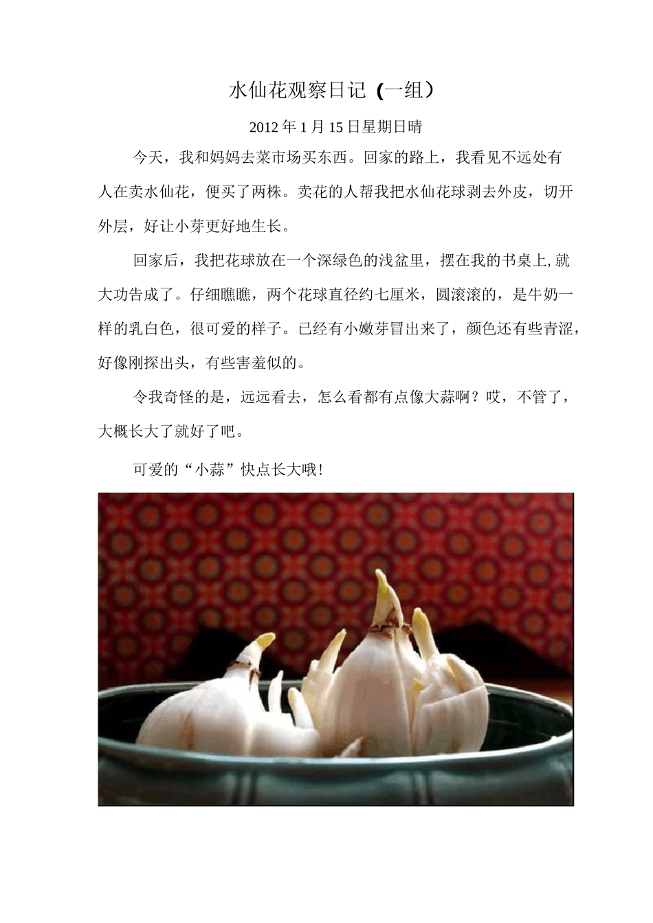 水仙花生长观察日记(附图、原创)_第1页