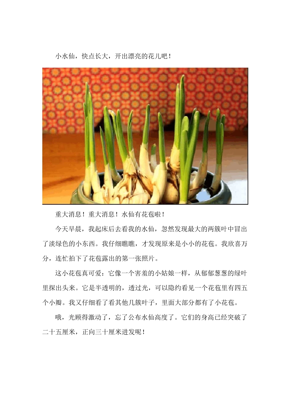 水仙花生长观察日记(附图、原创)_第3页